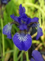 irys niebieski kwiat z bliska